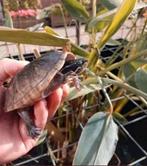 Enkele Muskusschildpadden kleinblijvende muskus schildpadden, Schildpad