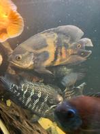 Pauwoog/oscar, Dieren en Toebehoren, Vissen | Aquariumvissen, Vis