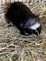 Engels gekruind cavia beertje, Dieren en Toebehoren, Augustus, Mannelijk, Cavia