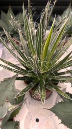 Mix Agave, Ophalen, Bloeit niet, Overige soorten, Volle zon