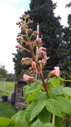 kastanje bomen- roze bloemen paardenkastanje, In pot, Lente, Overige soorten, Volle zon