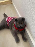 Sctich en british kortehaar, Poes, 0 tot 2 jaar