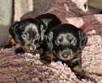 Dwerg teckels kort en lang haar. Black and Tan, Dieren en Toebehoren, Honden | Teckels en Dashonden, 8 tot 15 weken, Korthaar