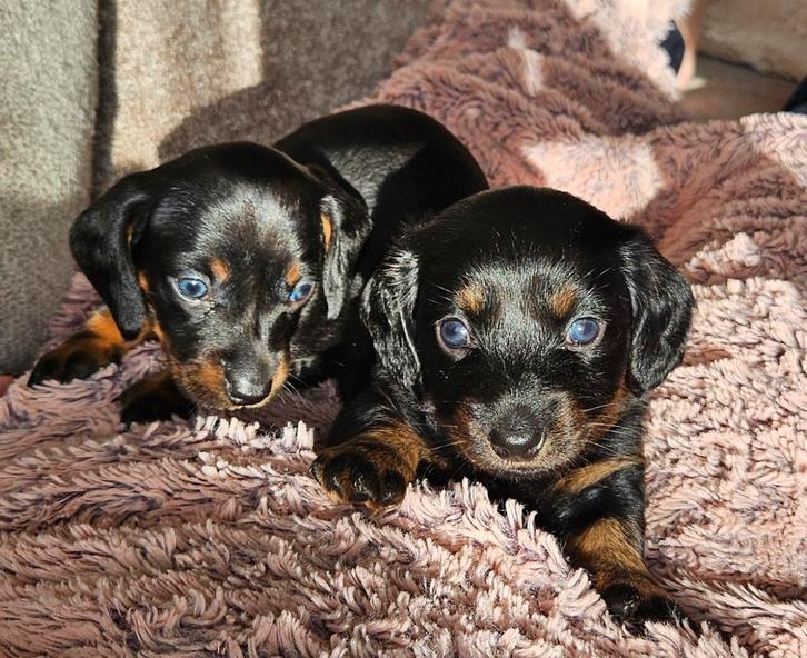 Dwerg teckels kort en lang haar. Black and Tan, Dieren en Toebehoren, Honden | Teckels en Dashonden, Meerdere dieren, Korthaar