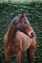 Prive of duo paardrijlessen Hendrik ido ambacht, Diensten en Vakmensen, Dieren | Paarden | Verzorging, Oppas en Les, Paardrijles of Ponykampen