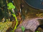 Vissen, garnalen, schildpadden, slakken, waterplanten, Zoetwatervis