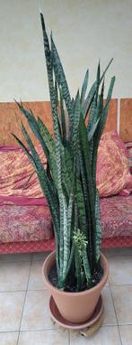 Kamerplant = Sansevieria = Vrouwentong - 140cm, Ophalen, Overige soorten, 100 tot 150 cm