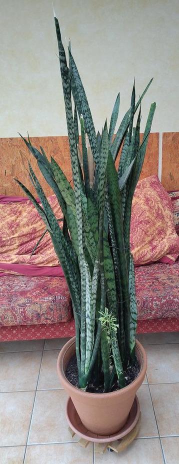 Kamerplant = Sansevieria = Vrouwentong - 140cm               beschikbaar voor biedingen