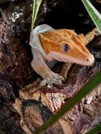 Reptielen/Amfibiëen opvang, Hagedis, Met terrarium