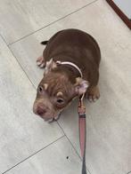 POCKET BULLY PUP TEEFJE MET STAMBOOM, 8 tot 15 weken, Parvo, Bulldog, Meerdere