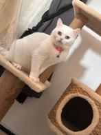 Toete, Dieren en Toebehoren, Poes, Ontwormd, 0 tot 2 jaar