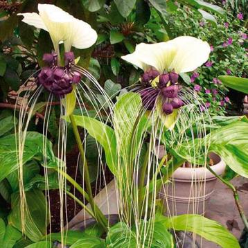 Gezocht: vleermuisbloem (tacca chantrieri) kamerplanten beschikbaar voor biedingen