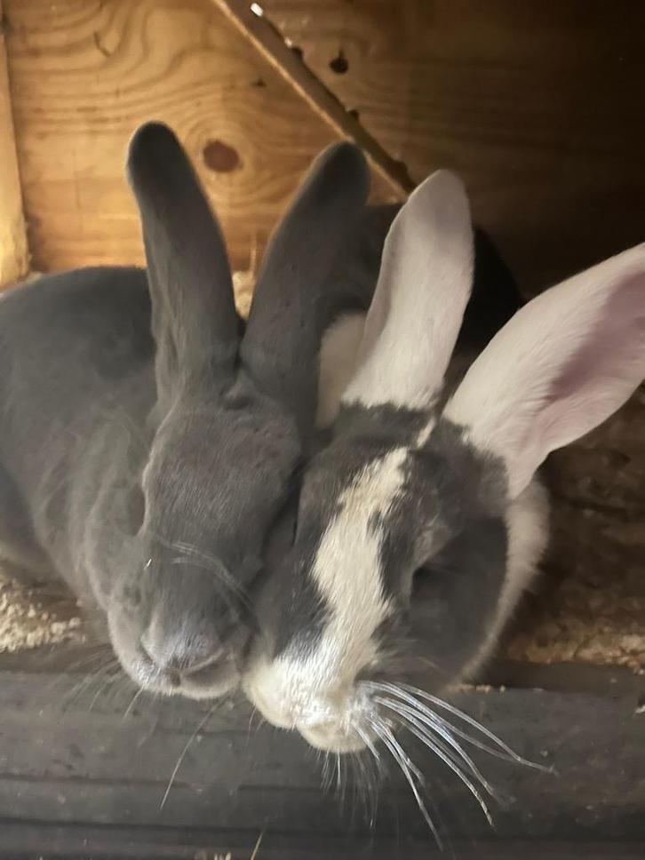 Duitse reus konijnen, Dieren en Toebehoren, Konijnen, Groot, Meerdere dieren