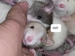 Wachtlijst rattery weer open. Ratten , ratjes,  rittens ., Dieren en Toebehoren, Knaagdieren, Rat, Meerdere dieren, Tam, September
