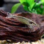 Japoncia garnalen, Kreeft, Krab of Garnaal