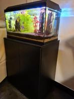 Juwel aquarium, Dieren en Toebehoren, Ophalen, Zo goed als nieuw, Gevuld zoetwateraquarium