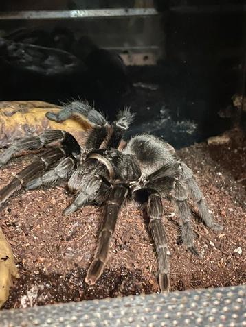 0.1 adult vrouw Grammostola pulchra 18cm beschikbaar voor biedingen