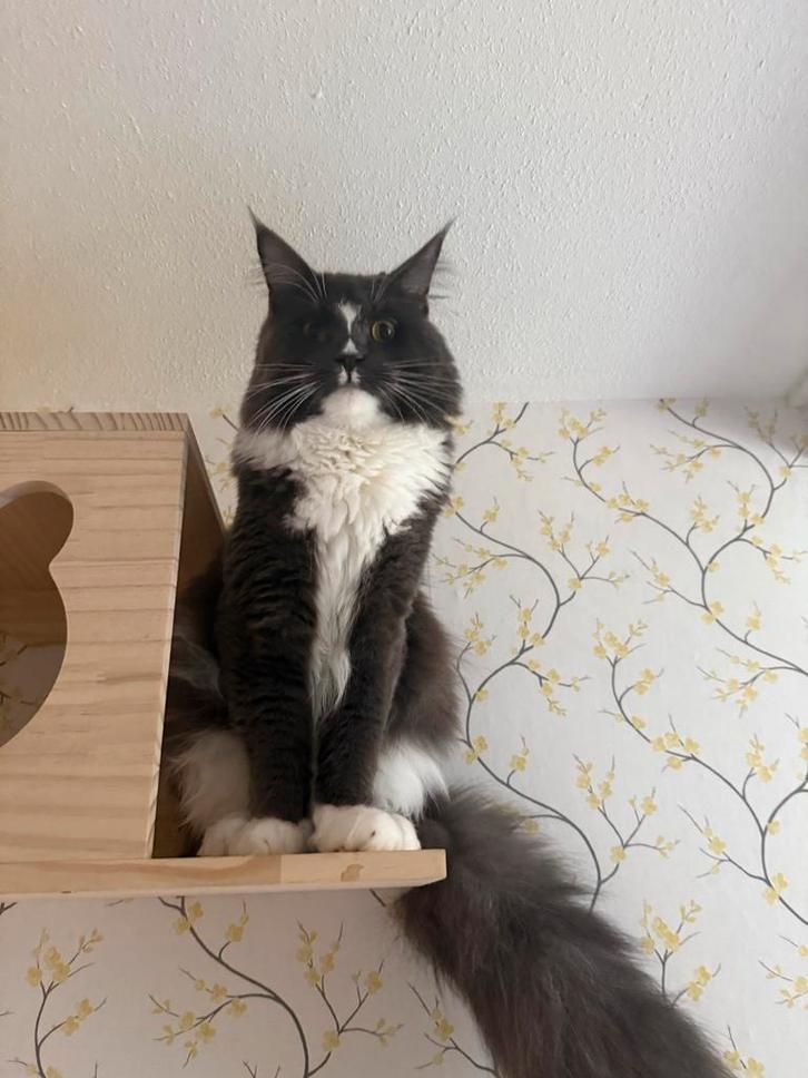 Ervaren maine coon dekkater, Dieren en Toebehoren, Katten en Kittens | Dekkaters