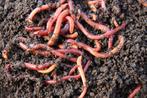 Compost wormen, Ophalen of Verzenden