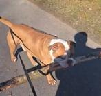 Old English  bulldog reu 3 jr 600€ stoere  bulldog, Dieren en Toebehoren, Honden | Bulldogs, Pinschers en Molossers, Nederland