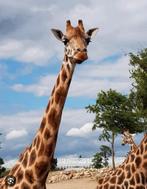 4 kaarten/tickets voor dierentuin wildlands Emmen, Drie personen of meer, Ticket of Toegangskaart