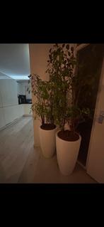 2 Ficus planten + 2 witte Elho potten, Huis en Inrichting, Kamerplanten, Ophalen, Ficus, 100 tot 150 cm, Halfschaduw