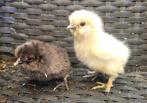 Zijdehoen kuikens USA., Dieren en Toebehoren, Pluimvee, Geslacht onbekend, Kip