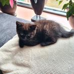 Britse korthaar kitten, Dieren en Toebehoren, Katten en Kittens | Raskatten | Korthaar, Kater, Gechipt, 0 tot 2 jaar