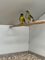 1-3 Baardsijs, Meerdere dieren, Wildzangvogel, Geringd