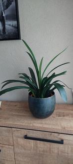 Sint-Jozefplant zonder sierpot, Ophalen, Overige soorten, Halfschaduw, Minder dan 100 cm