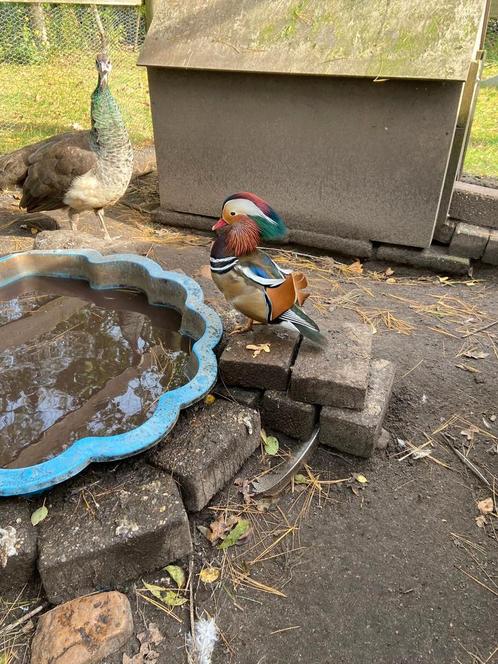 Mandarijeendjes te koop, Dieren en Toebehoren, Pluimvee, Kip, Geslacht onbekend