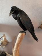 Raaf taxidermie, Verzamelen, Dierenverzamelingen, Ophalen of Verzenden, Nieuw, Insect, Opgezet dier