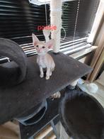 Oosterse korthaar kittens met stamboom, Dieren en Toebehoren, Katten en Kittens | Raskatten | Korthaar, Meerdere dieren, Gechipt