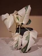 Monstera Variegata veel wit!, Huis en Inrichting, Kamerplanten, Ophalen of Verzenden, Halfschaduw, Minder dan 100 cm