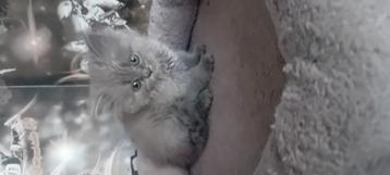 Kittens beschikbaar voor biedingen