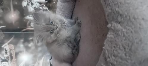 Kittens, Dieren en Toebehoren, Katten en Kittens | Overige Katten, Poes