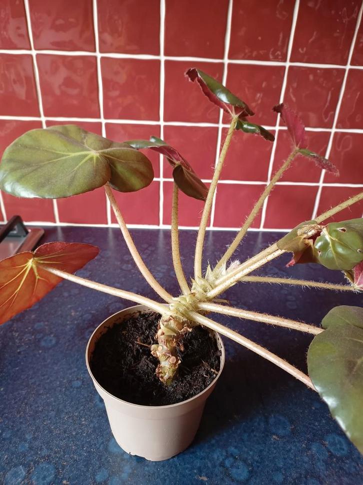 Blad Begonia stek met roze bloemen, Tuin en Terras, Planten | Tuinplanten, Overige soorten, Volle zon, Ophalen