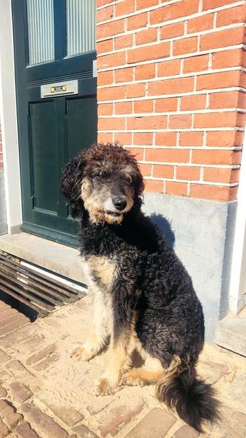 Dekreu. Labradoodle. Niet te koop! beschikbaar voor biedingen