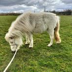 Te koop (fok) miniponys, Meerdere dieren