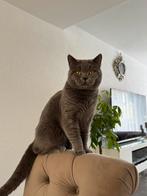 Britse korthaar, Dieren en Toebehoren, Katten en Kittens | Raskatten | Korthaar, Kater, Gechipt