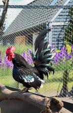 Chabo kriel haan, Dieren en Toebehoren, Pluimvee, Mannelijk, Kip