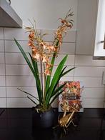Prachtige kunst orchideeën plant nieuw, Nieuw, Ophalen of Verzenden