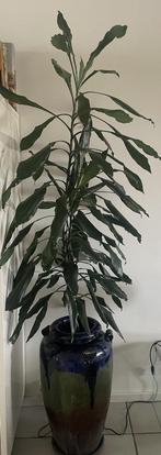 Donkergroene kamerplant op hydrocultuur, 150 cm, Dracena, Huis en Inrichting, Kamerplanten, Ophalen, 100 tot 150 cm, Overige soorten