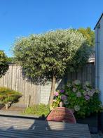 Pyrus salicifolia 'Pendula, Tuin en Terras, Planten | Bomen, Overige soorten, Lente, 100 tot 250 cm, Ophalen