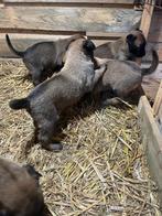 !!Nog 2 teefjes!! Mechelse Herder Pups, Particulier, Meerdere, 8 tot 15 weken, Meerdere dieren