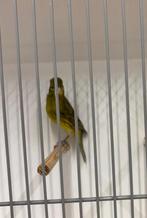 Kanariemannen, Dieren en Toebehoren, Vogels | Kanaries, Mannelijk, Kleurkanarie