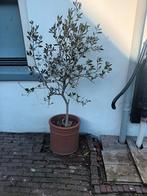 5 stuks olijfboompjes, Tuin en Terras, Planten | Bomen, Ophalen, Volle zon, Overige soorten, 100 tot 250 cm