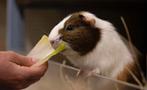 Cavia opvang Second Chance: afstand, adoptie en vakantie, Cavia, Meerdere dieren