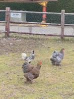 Hollandse kuifhoen-haan., Dieren en Toebehoren, Mannelijk, Kip