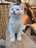 Ragdoll X maincoon  kittens, 2 poesjes geënt gechipt., Dieren en Toebehoren, Katten en Kittens | Raskatten | Langhaar, Poes, Gechipt